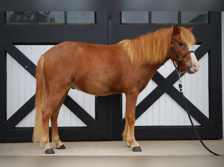 Welsh-A Croisé Hongre 4 Ans 117 cm Alezan cuivré in New Holland