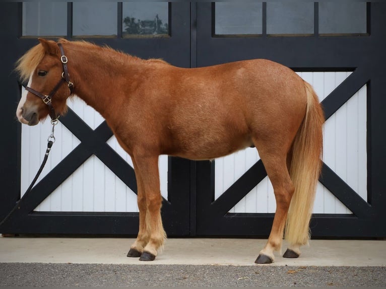 Welsh-A Croisé Hongre 4 Ans 117 cm Alezan cuivré in New Holland