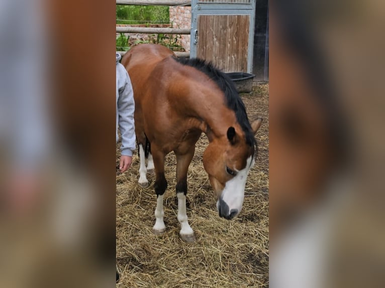 Welsh-A Hongre 4 Ans 117 cm Bai in Bruchhausen-Vilsen