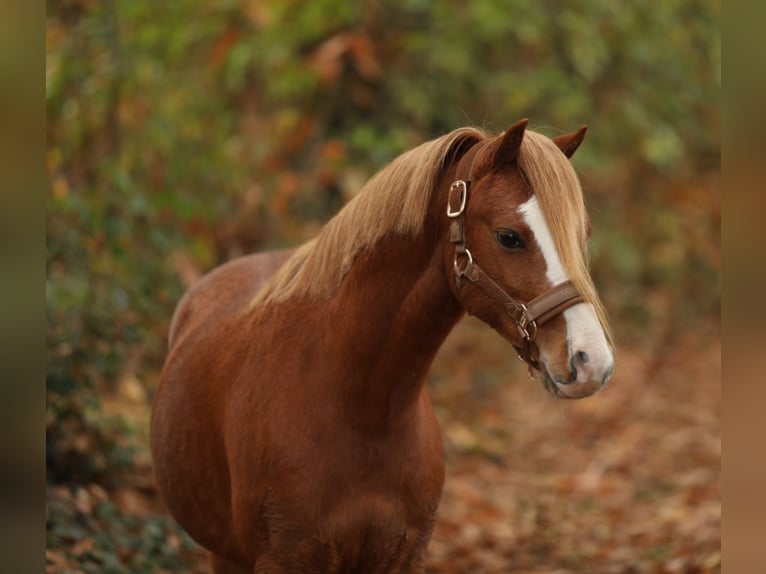 Welsh-A Hongre 4 Ans 118 cm Alezan in Aalten