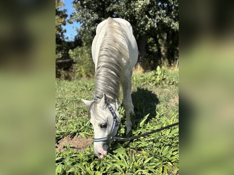 Welsh-A Hongre 4 Ans 118 cm Gris in Kindelbrück
