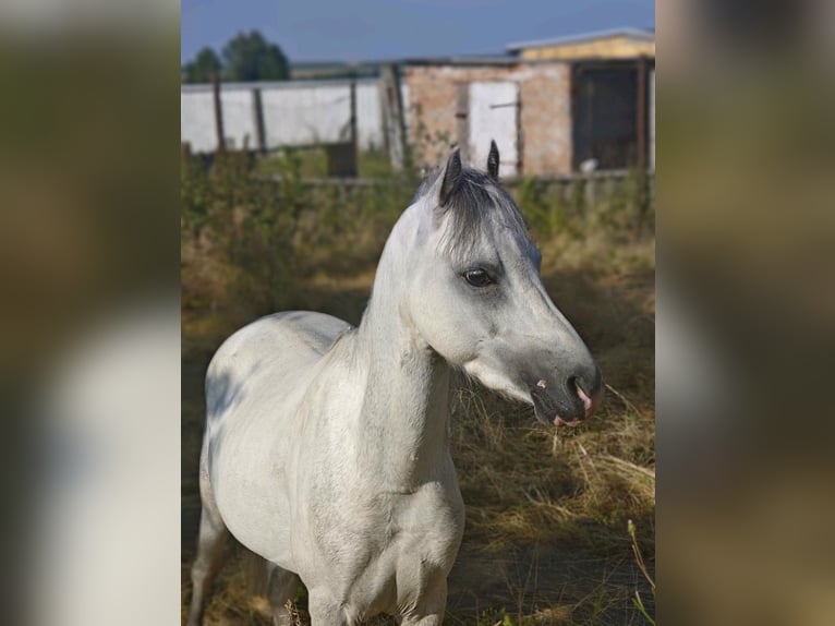 Welsh-A Hongre 4 Ans 118 cm Gris in Kindelbrück