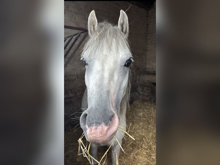 Welsh-A Hongre 4 Ans 118 cm Gris in Kindelbrück