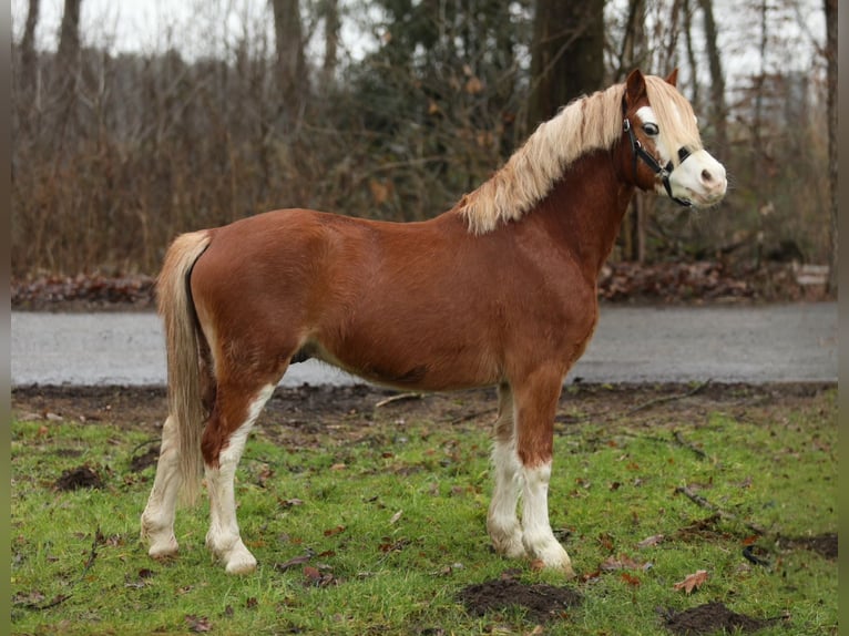 Welsh-A Hongre 4 Ans 119 cm Alezan in Aalten