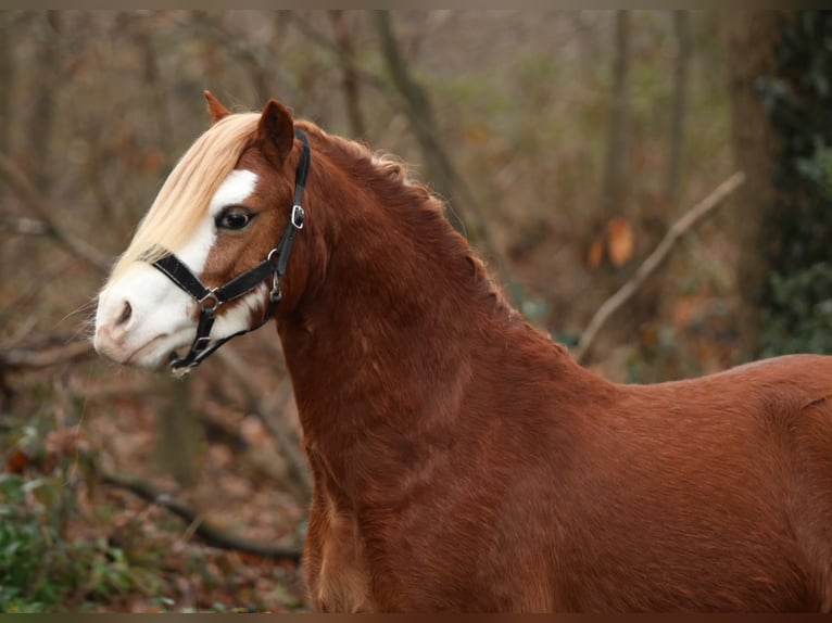 Welsh-A Hongre 4 Ans 119 cm Alezan in Aalten