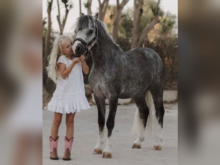 Welsh-A Hongre 4 Ans 120 cm Gris in El Catllar