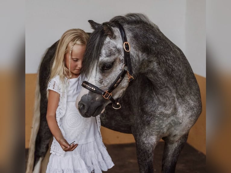 Welsh-A Hongre 4 Ans 120 cm Gris in El Catllar