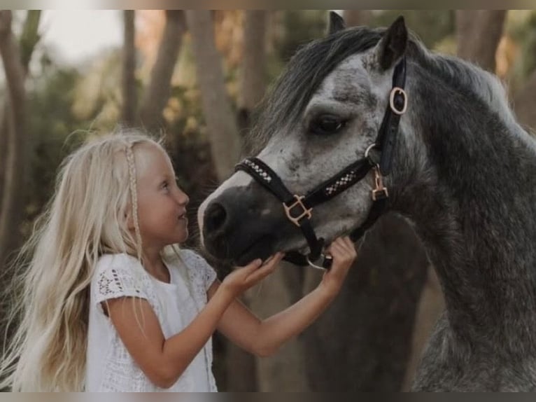 Welsh-A Hongre 4 Ans 120 cm Gris in El Catllar