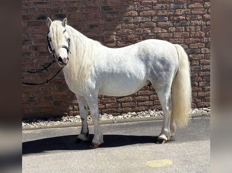 Welsh-A Hongre 4 Ans 122 cm Gris in Niederkassel
