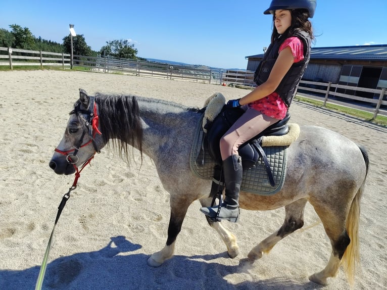 Welsh-A Hongre 4 Ans 122 cm Gris pommelé in Lichtenegg