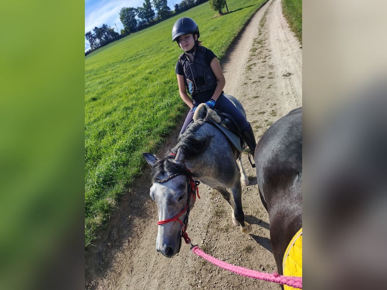 Welsh-A Hongre 4 Ans 122 cm Gris pommelé in Lichtenegg