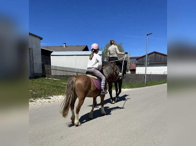 Welsh-A Hongre 4 Ans 123 cm Bai clair in Deuerling