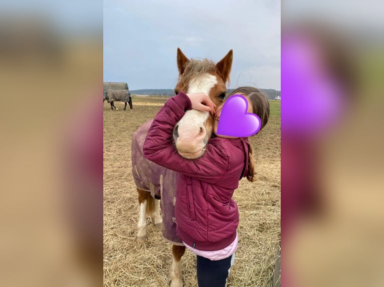 Welsh-A Hongre 4 Ans 123 cm Bai clair in Deuerling