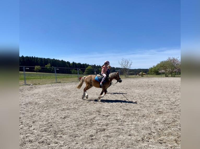 Welsh-A Hongre 4 Ans 123 cm Bai clair in Deuerling
