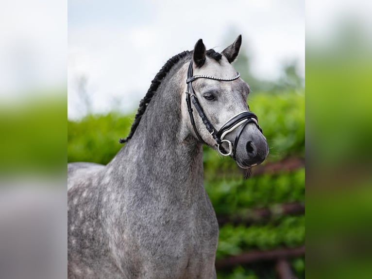 Welsh-A Hongre 4 Ans 123 cm Gris in Alicante