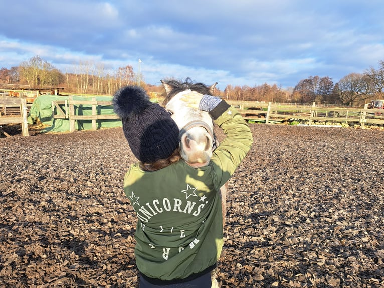 Welsh-A Hongre 4 Ans 123 cm Gris pommelé in Burgdorf