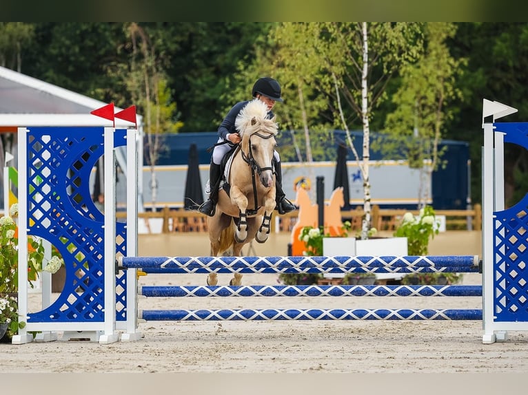 Welsh-A Croisé Hongre 4 Ans 125 cm Palomino in Fluitenberg