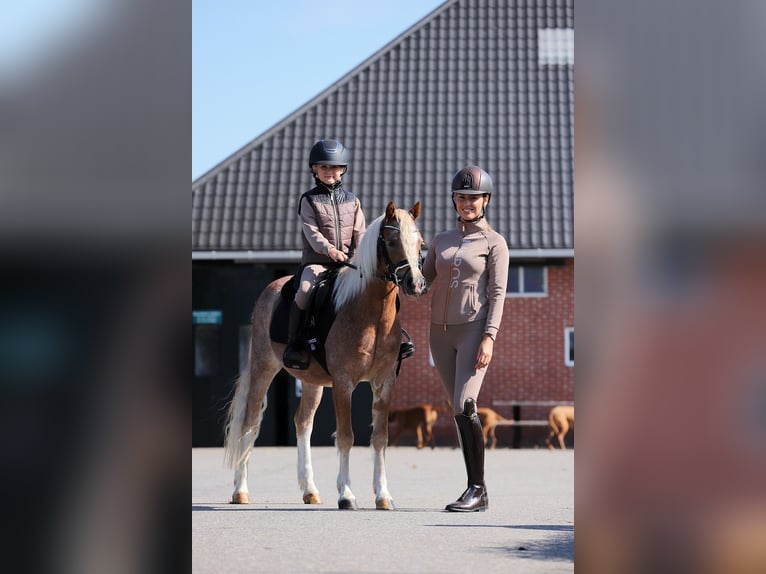 Welsh-A Hongre 4 Ans 126 cm Alezan cuivré in Groningen