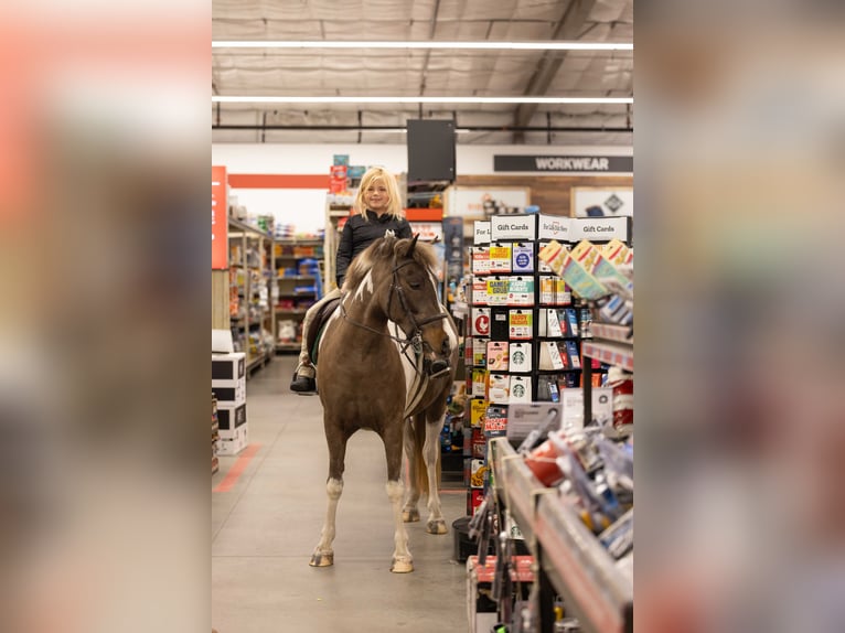 Welsh-A Croisé Hongre 4 Ans 132 cm Pinto in Ocala