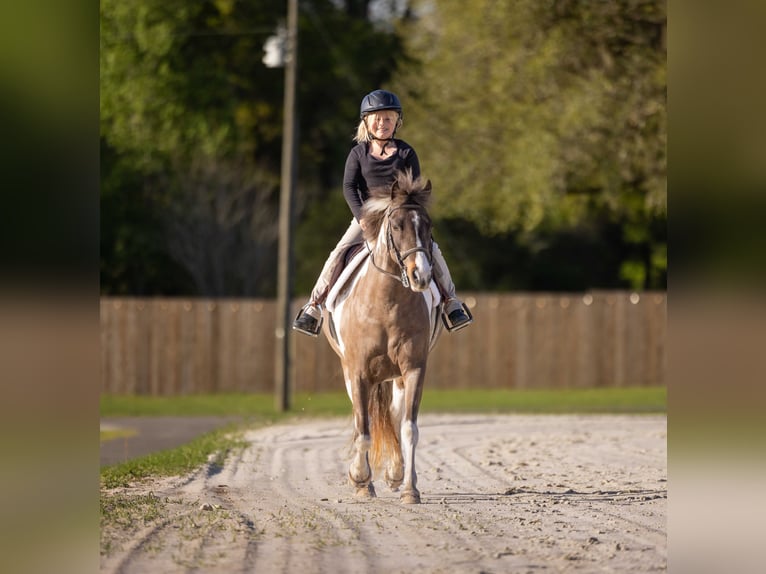 Welsh-A Croisé Hongre 4 Ans 132 cm Pinto in Ocala