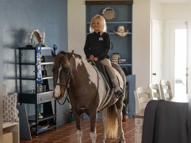 Welsh-A Croisé Hongre 4 Ans 132 cm Pinto in Ocala