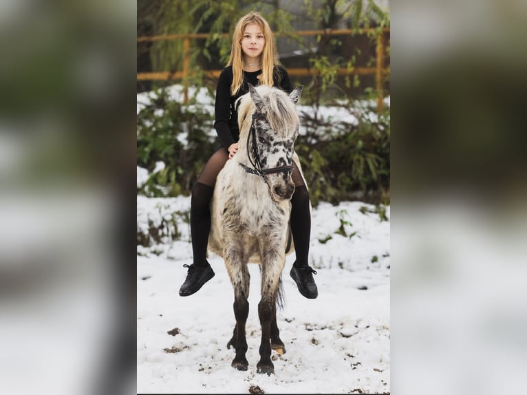 Welsh-A Hongre 5 Ans 113 cm Léopard in Poznań