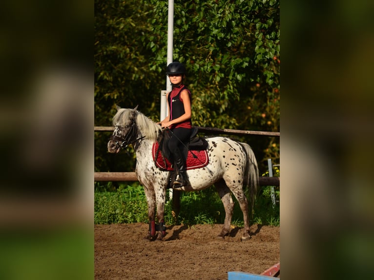Welsh-A Hongre 5 Ans 114 cm Léopard in Poznań