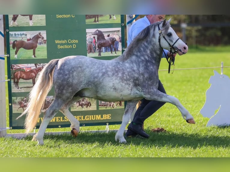 Welsh-A Hongre 5 Ans 115 cm Gris pommelé in Stadskanaal