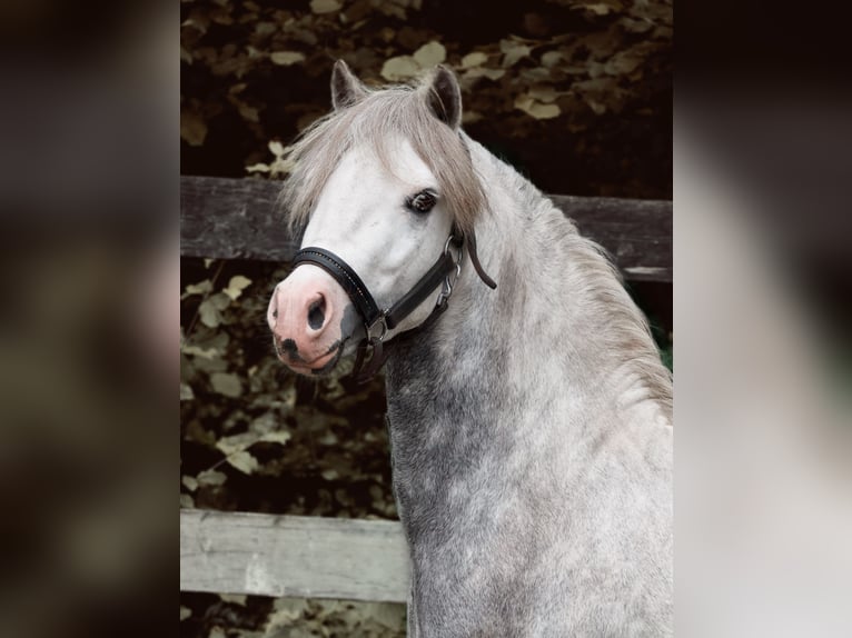 Welsh-A Hongre 5 Ans 115 cm Gris pommelé in Stadskanaal
