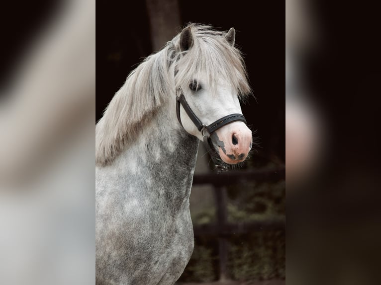 Welsh-A Hongre 5 Ans 115 cm Gris pommelé in Stadskanaal