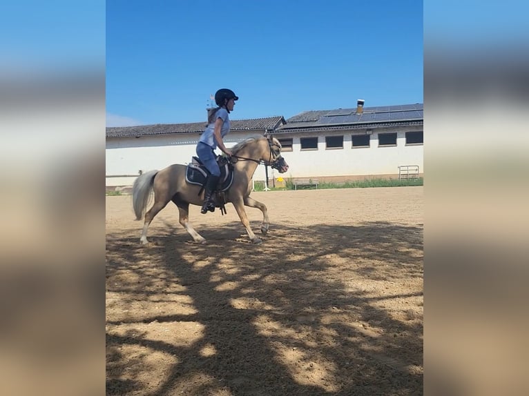 Welsh-A Hongre 5 Ans 115 cm Palomino in Hammersbach