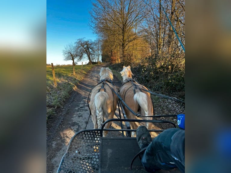 Welsh-A Hongre 5 Ans 115 cm Palomino in Hammersbach