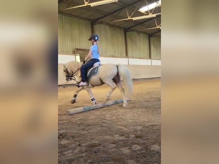 Welsh-A Hongre 5 Ans 115 cm Palomino in Hammersbach