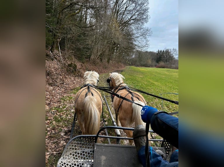 Welsh-A Hongre 5 Ans 115 cm Palomino in Hammersbach