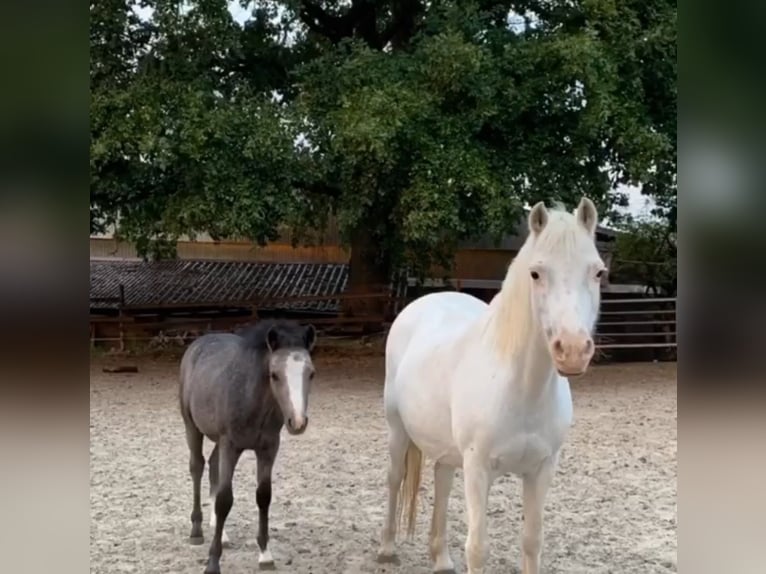 Welsh-A Hongre 5 Ans 115 cm Peut devenir gris in Staufenberg
