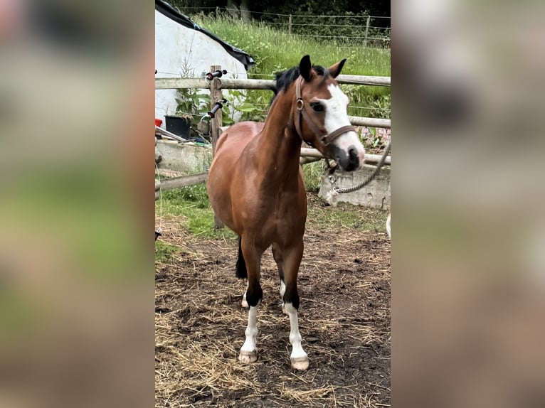 Welsh-A Hongre 5 Ans 117 cm Bai in Bruchhausen-Vilsen