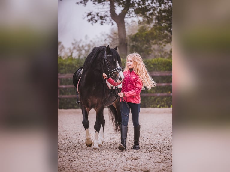 Welsh-A Hongre 5 Ans 119 cm Bai brun foncé in Groningen