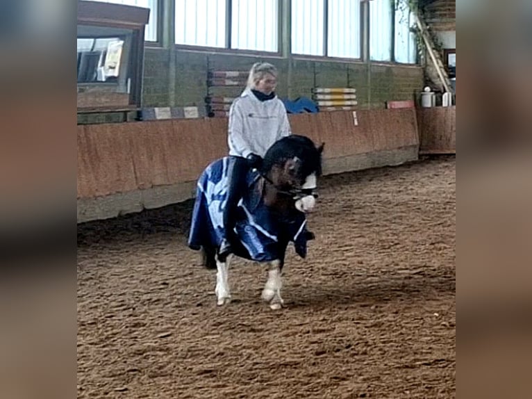 Welsh-A Hongre 5 Ans 120 cm Bai in Schwalmstadt