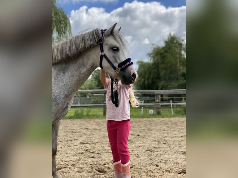 Welsh-A Hongre 5 Ans 120 cm Gris in St&#xF6;ckse