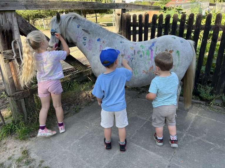 Welsh-A Hongre 5 Ans 120 cm Gris in St&#xF6;ckse