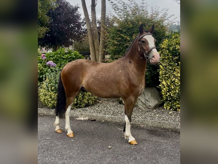 Welsh-A Hongre 5 Ans 121 cm Bai cerise in Down