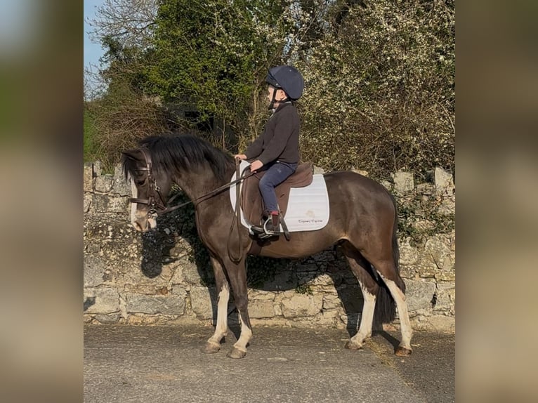 Welsh-A Hongre 5 Ans 121 cm Bai cerise in Down