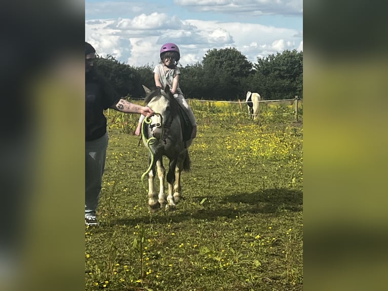 Welsh-A Hongre 5 Ans 122 cm Rouan Rouge in Carlby, South Kesteven