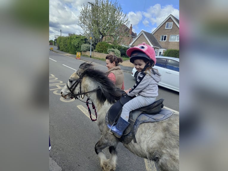 Welsh-A Hongre 5 Ans 122 cm Rouan Rouge in Carlby, South Kesteven
