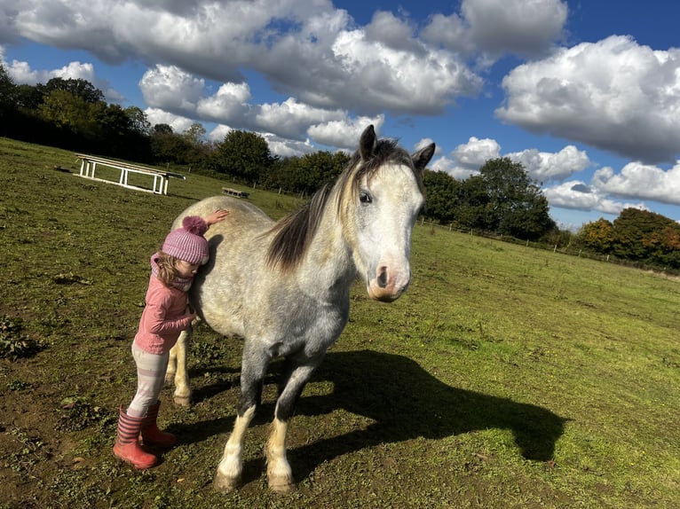 Welsh-A Hongre 5 Ans 122 cm Rouan Rouge in Carlby, South Kesteven