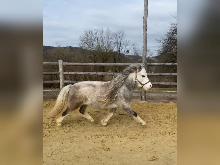 Welsh-A Hongre 5 Ans 123 cm Gris in Neuhaus an der Triesting
