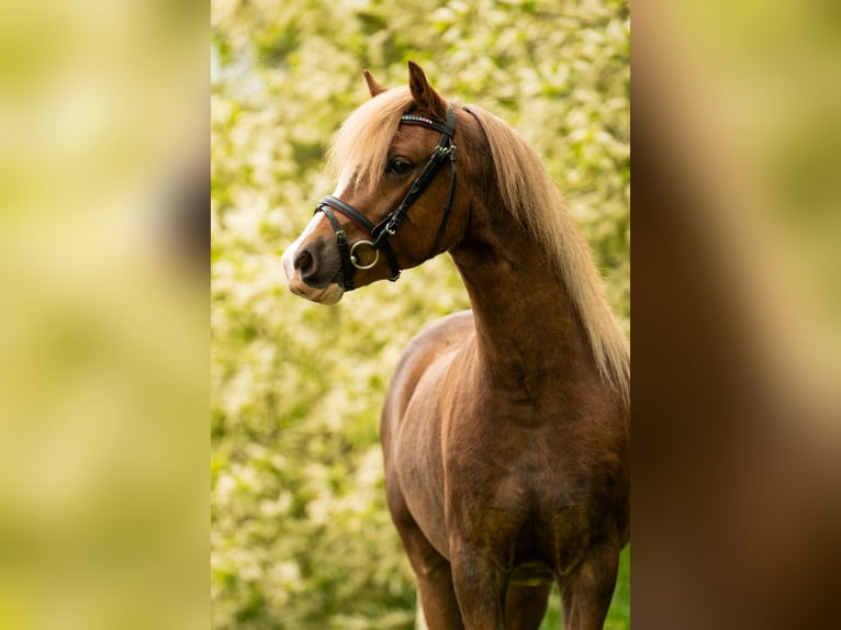 Welsh-A Hongre 5 Ans 124 cm Alezan in Huissen