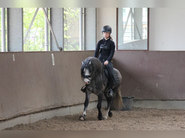 Welsh-A Hongre 5 Ans 126 cm Gris in Heemskerk