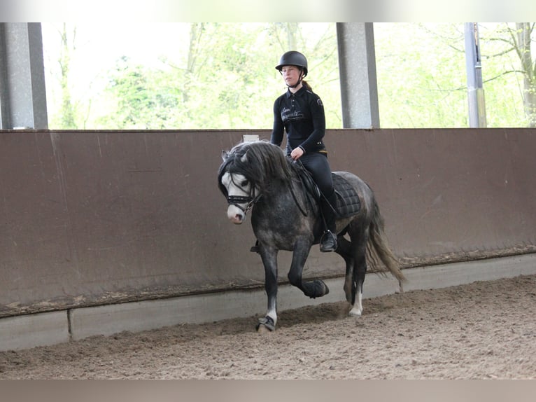 Welsh-A Hongre 5 Ans 126 cm Gris in Heemskerk