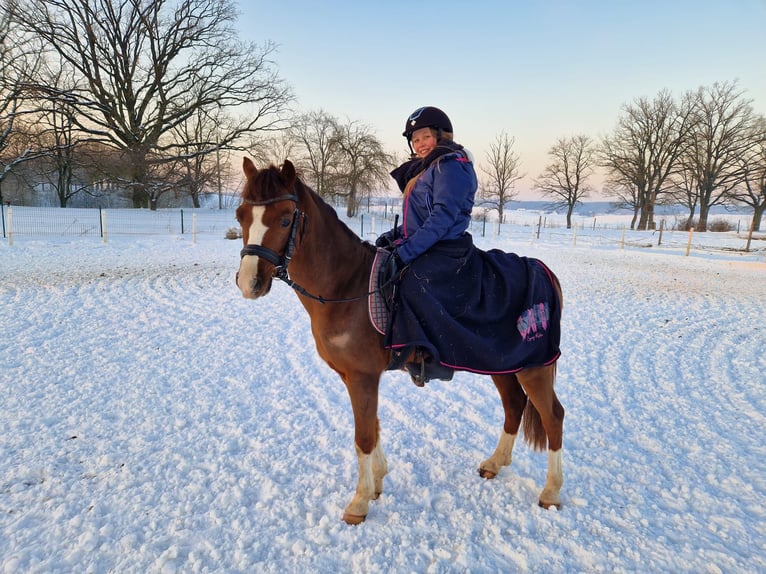 Welsh-A Hongre 5 Ans 127 cm Alezan brûlé in Olsztyn